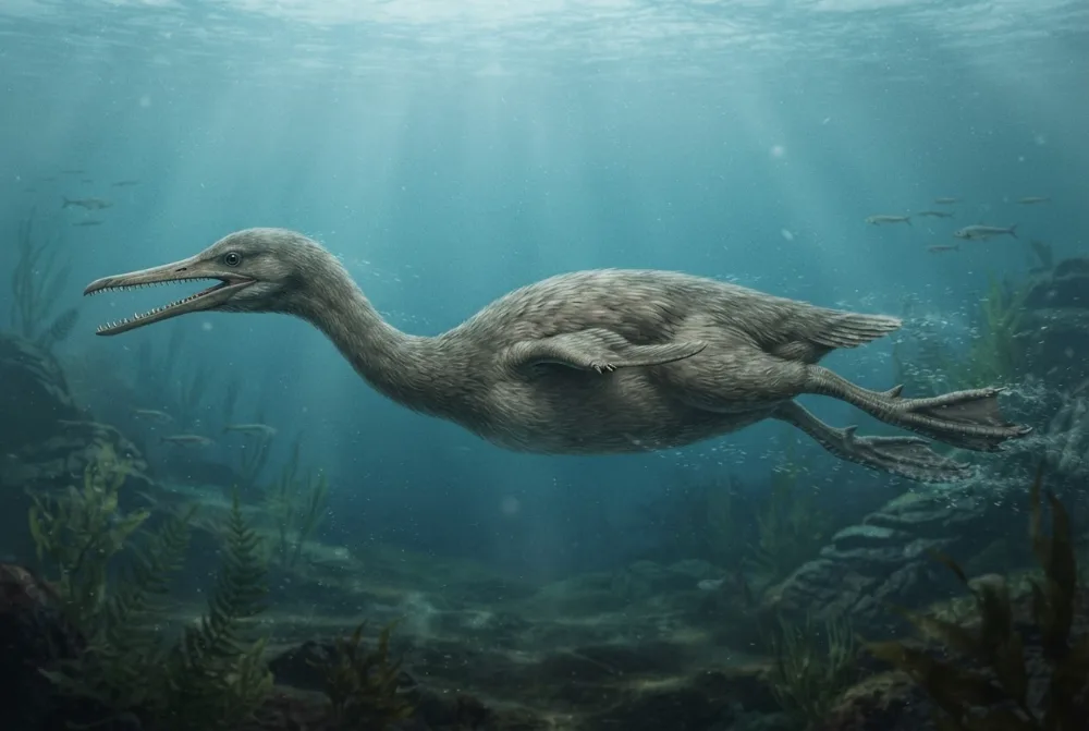 Hesperornis, tehisaru joonistatud