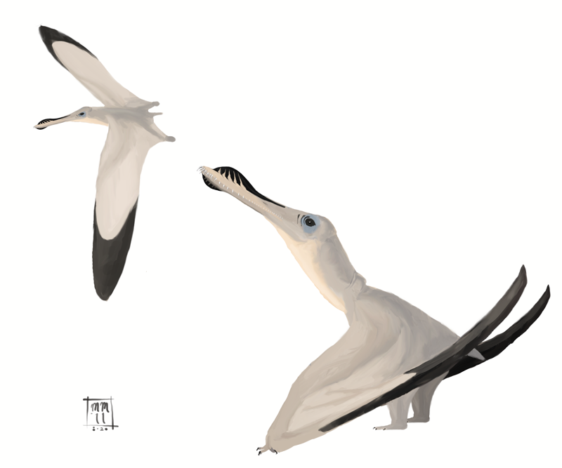 Artist's life restoration of Anhanguera