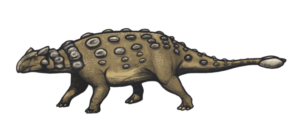 Artist's life restoration of Ankylosaurus