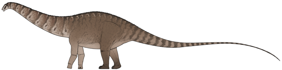 Artist's life restoration of Apatosaurus