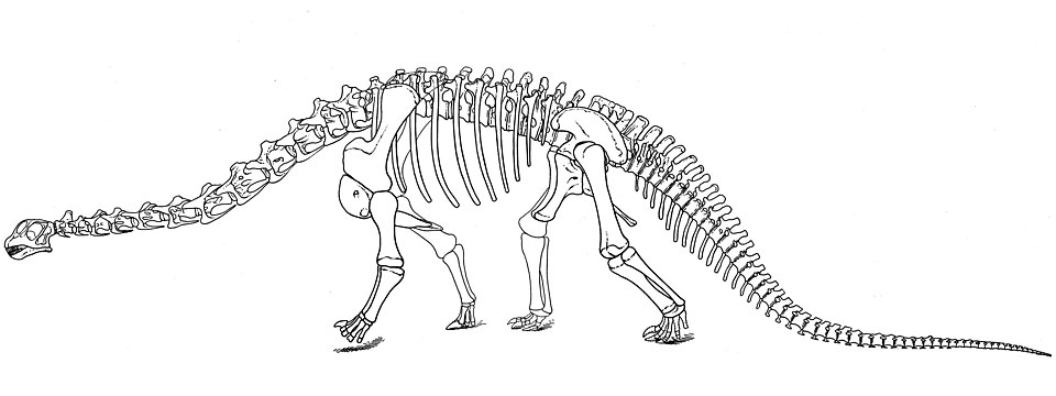Artist's life restoration of Camarasaurus