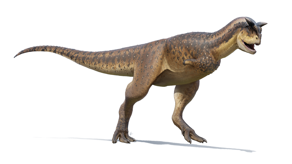 Artist's life restoration of Carnotaurus