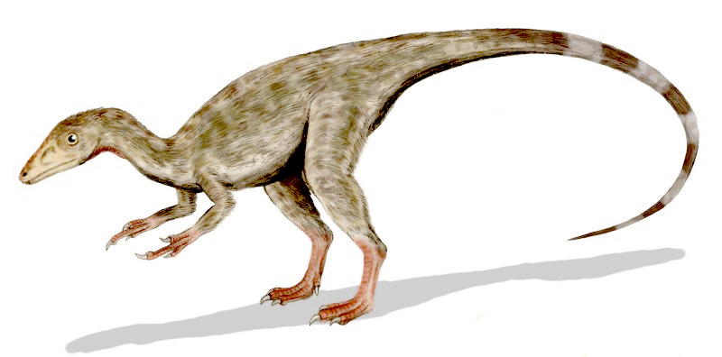Artist's life restoration of Compsognathus