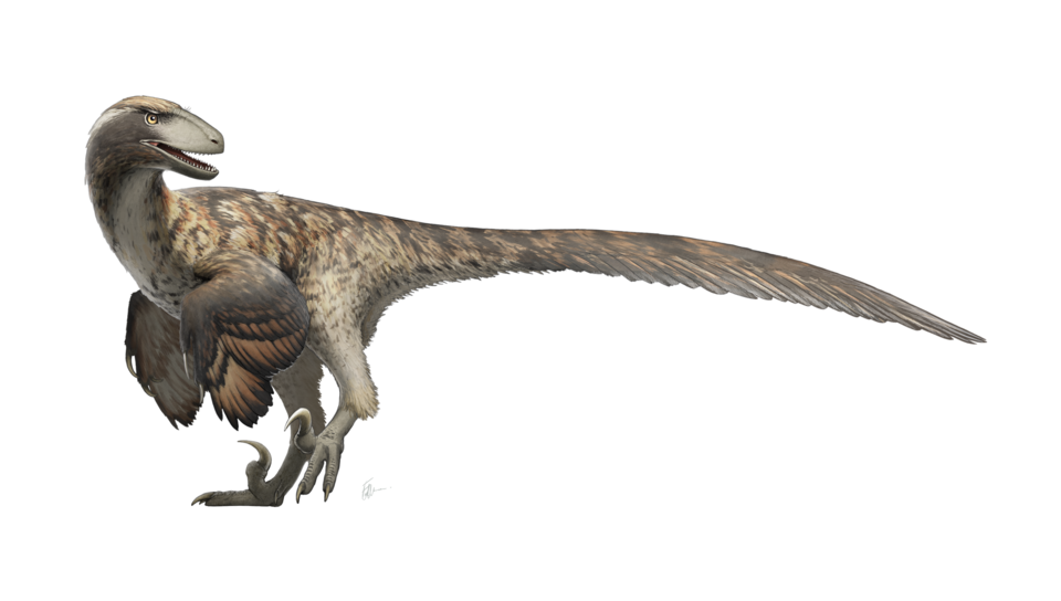 Artist's life restoration of Deinonychus