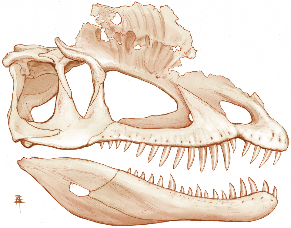 Artist's life restoration of Dilophosaurus
