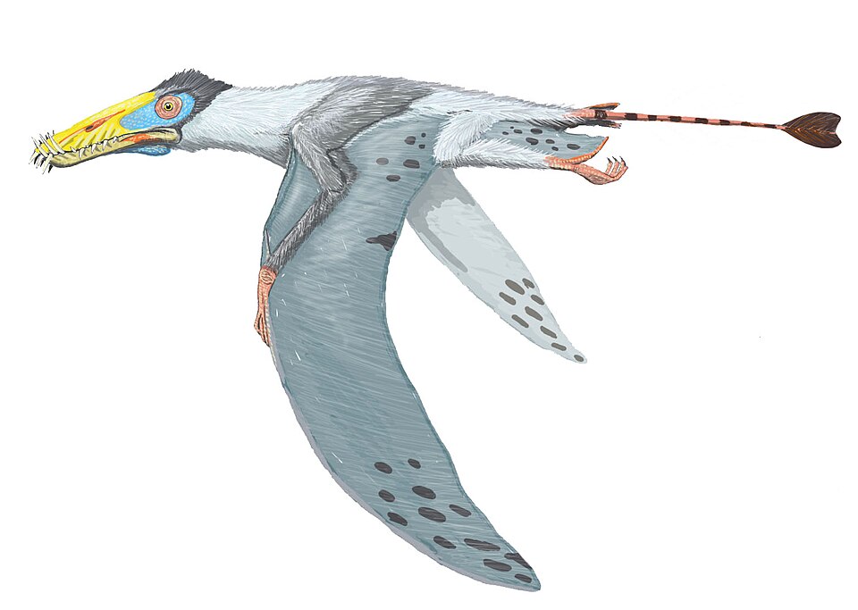 Artist's life restoration of Dorygnathus