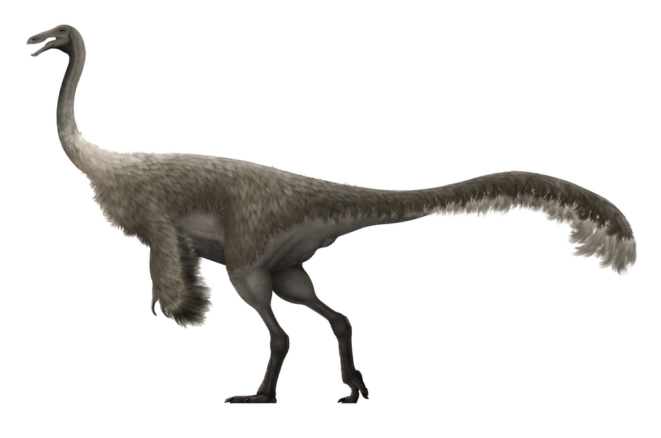 Artist's life restoration of Gallimimus