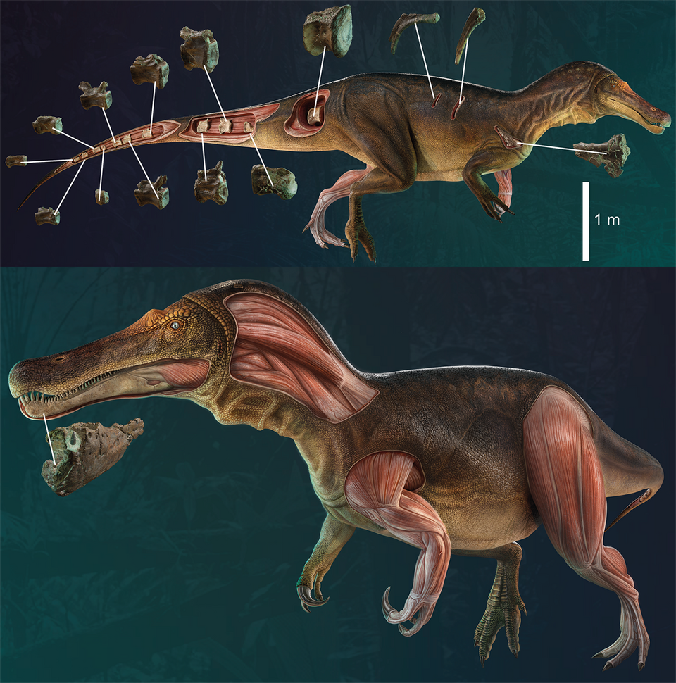 Artist's life restoration of Iberospinus