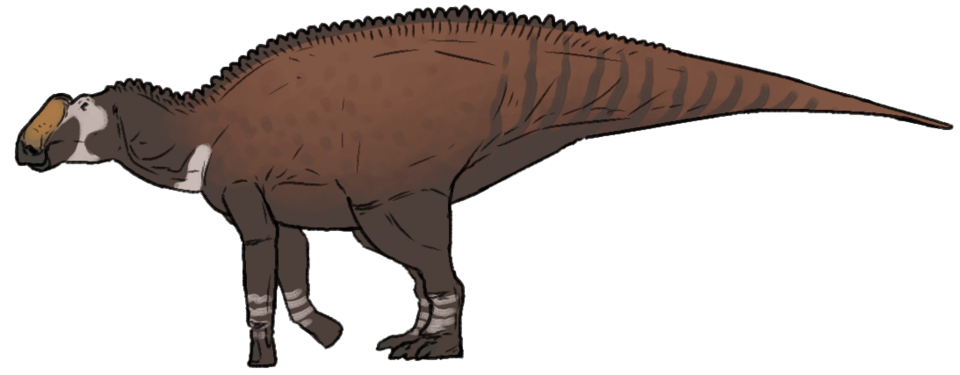 Artist's life restoration of Kritosaurus
