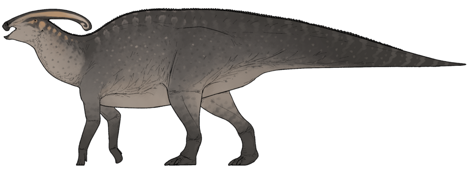 Artist's life restoration of Parasaurolophus
