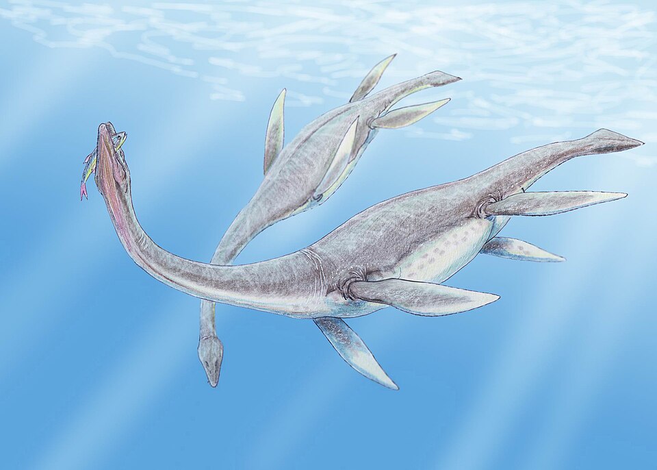 Artist's life restoration of Plesiosaurus
