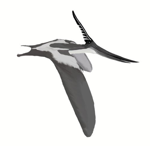Artist's life restoration of Pteranodon
