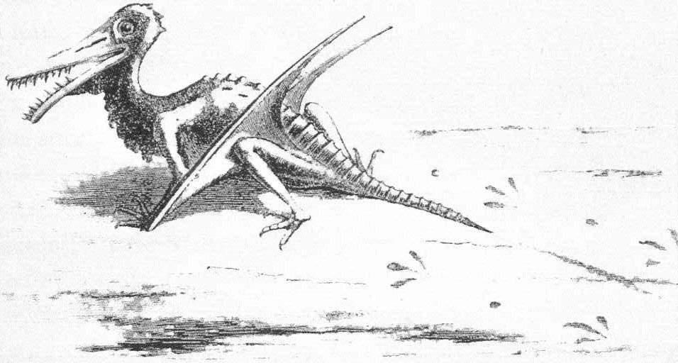 Artist's life restoration of Rhamphorhynchus