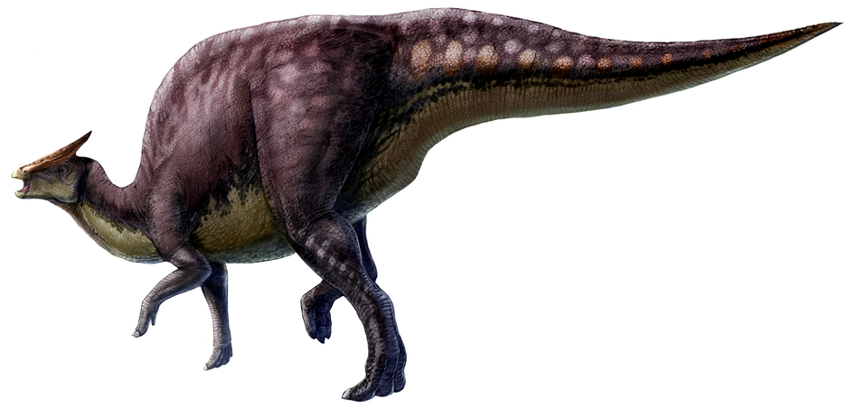 Artist's life restoration of Saurolophus