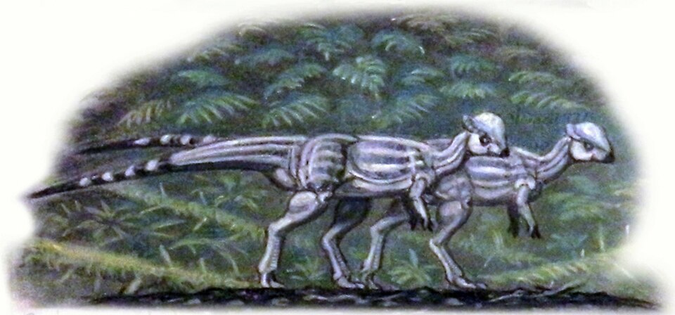 Artist's life restoration of Sphaerotholus