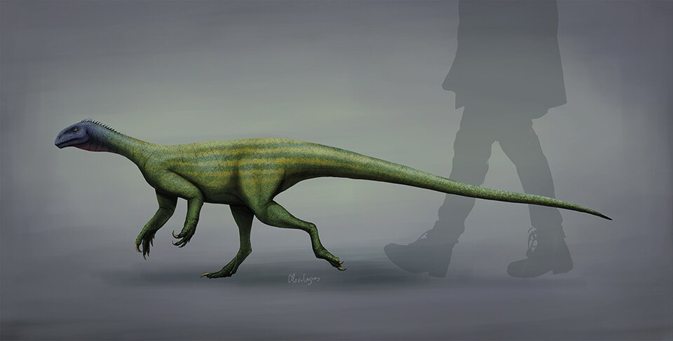Artist's life restoration of Thecodontosaurus