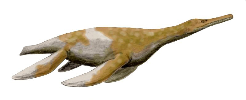 Artist's life restoration of Trinacromerum